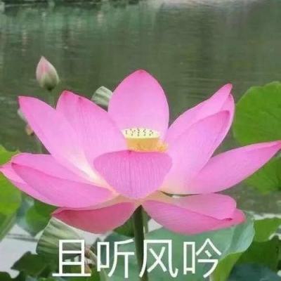求生峡谷英雄安卓下载